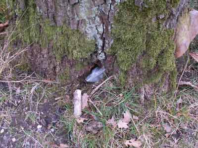 Ein klassisches Versteck von Geocaches - in der Tüte ist eine Dose. Das Loch im Baum war vorher noch mit Stöcken getarnt