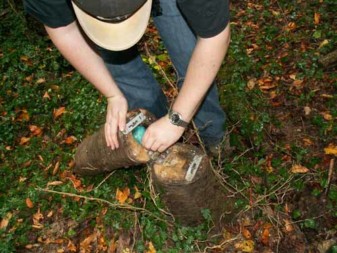 Originelles Geocache-Versteck: Ein aufklappbarer Baumstumpf mir Scharnieren