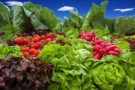Optimal versorgt: Wichtige Nahrungsergänzungsmittel für Veganer & Vegetarier