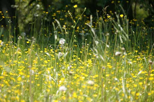 Allergien auflösen 5BNs Beitragsbild