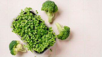 Vorschaubild Wissensschatz Sprossen