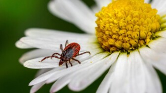 Vorschaubild Interview Zecken & Borreliose