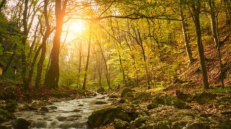 Vorschaubild Naturerfahrung Wissensschatz